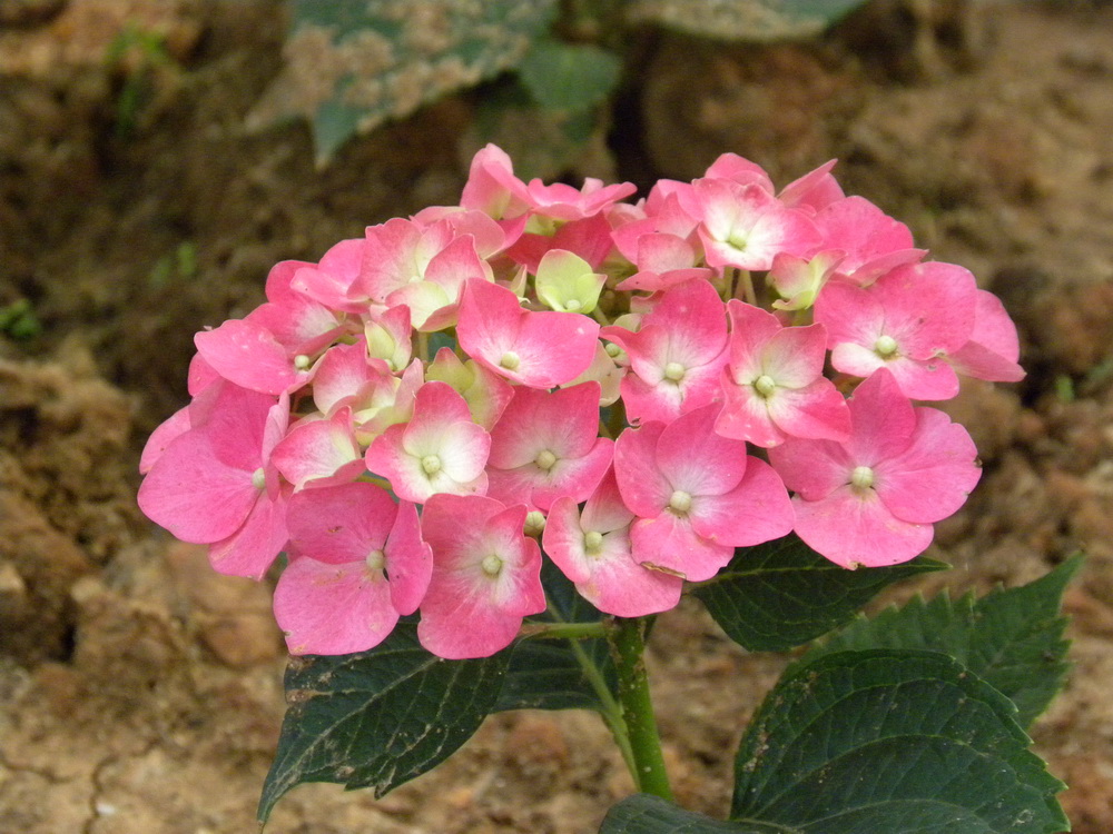 Ƭ 050.jpg