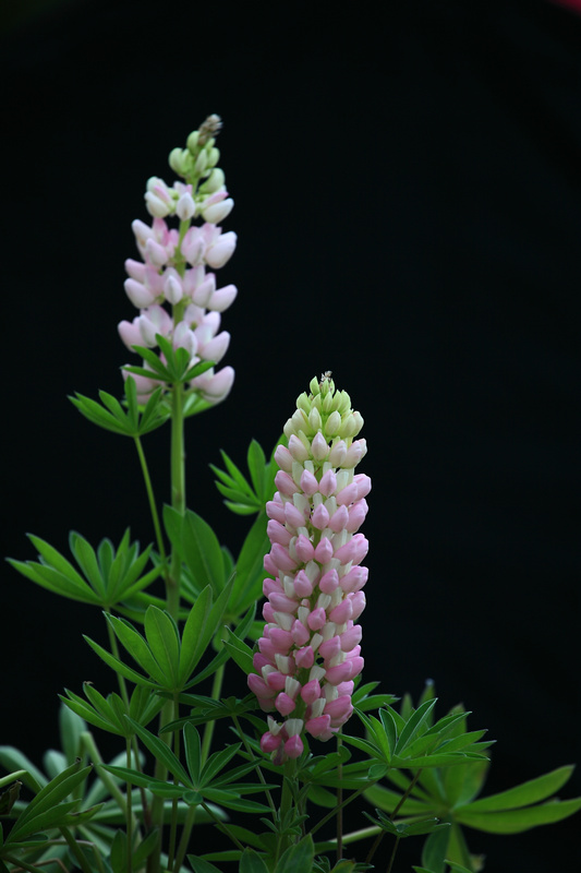 dpp_0020_1.jpg