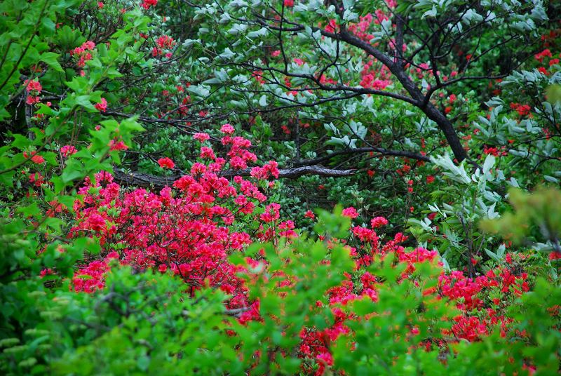dsc_2748.jpg