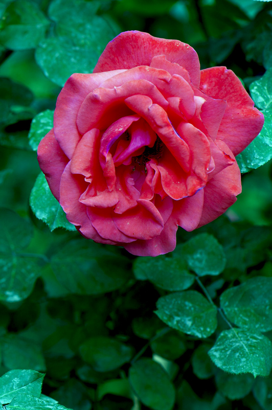 dsc_6077a.jpg