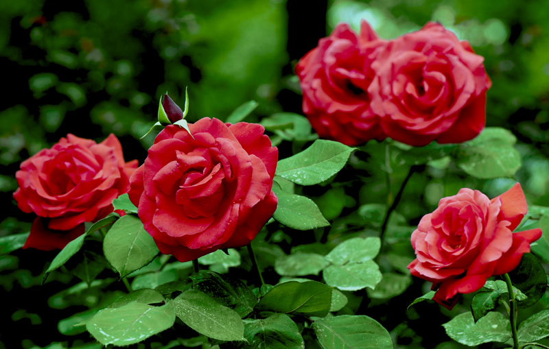 dsc_6080a.jpg