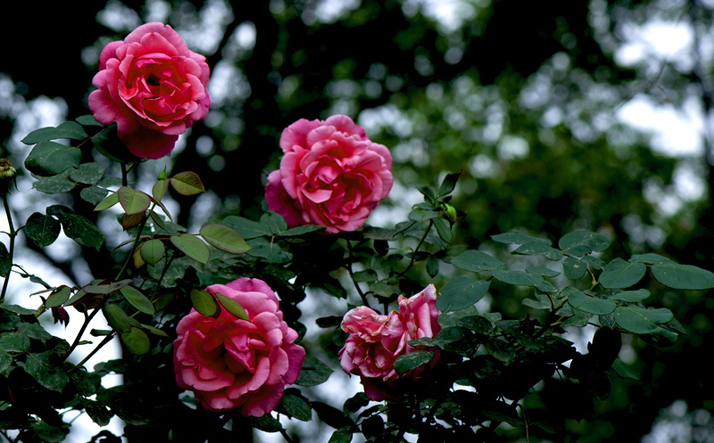 dsc_6083a.jpg