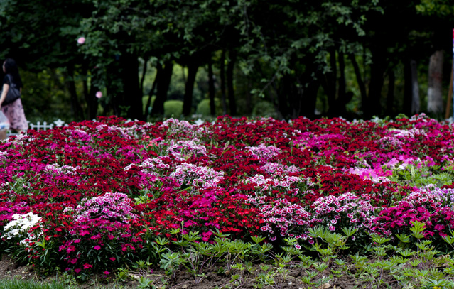 dsc_6089a.jpg