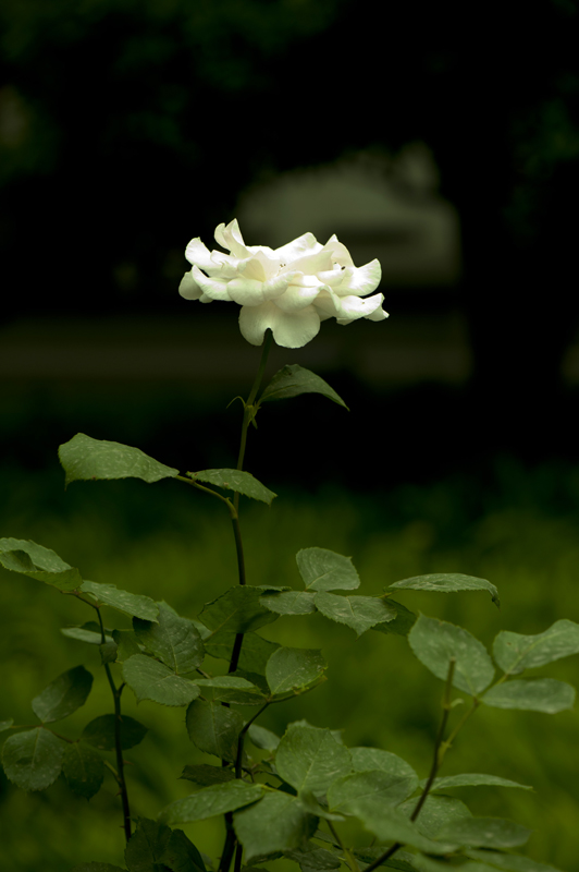 dsc_6091a.jpg