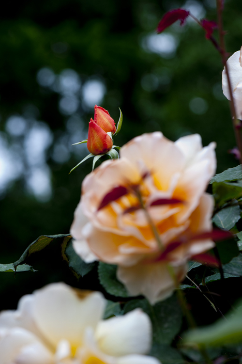 dsc_6093a.jpg