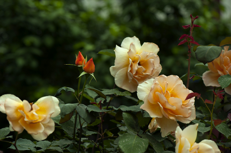 dsc_6096a.jpg