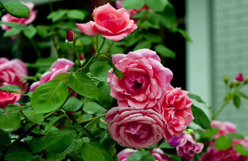 dsc_6098a.jpg