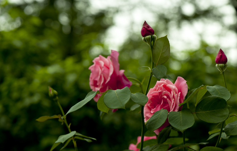 dsc_6100a.jpg