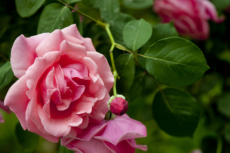 dsc_6105a.jpg