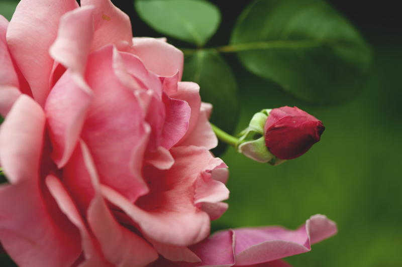 dsc_6106a.jpg