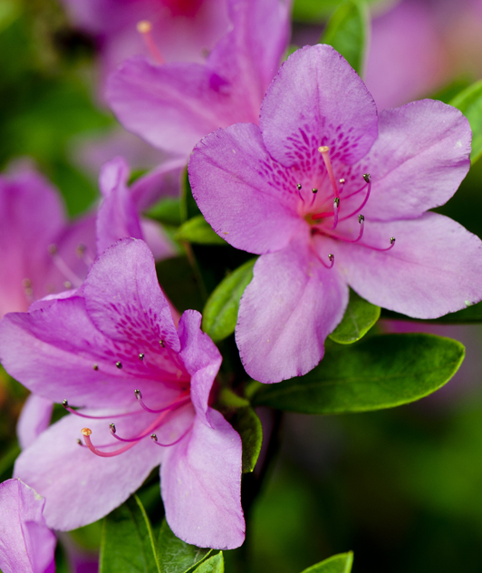 dsc_6112a.jpg