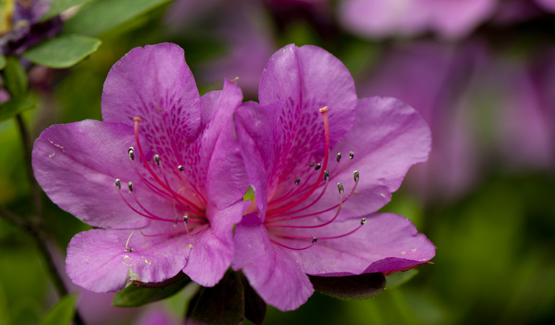 dsc_6117a.jpg