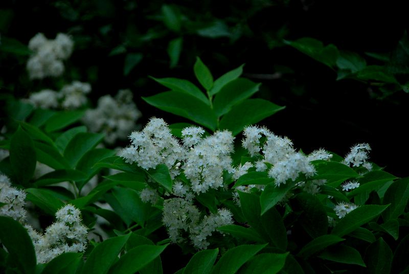 dsc_2812.jpg