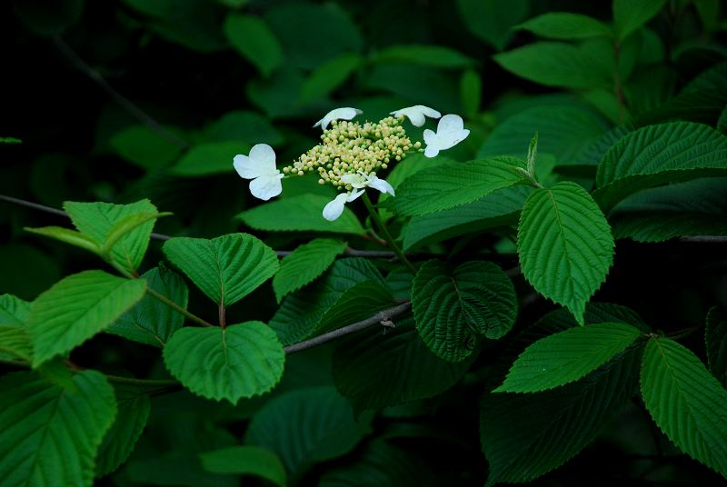 dsc_2810.jpg