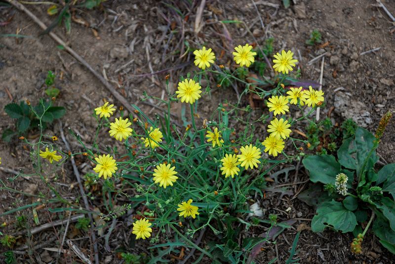 dsc_2850.jpg