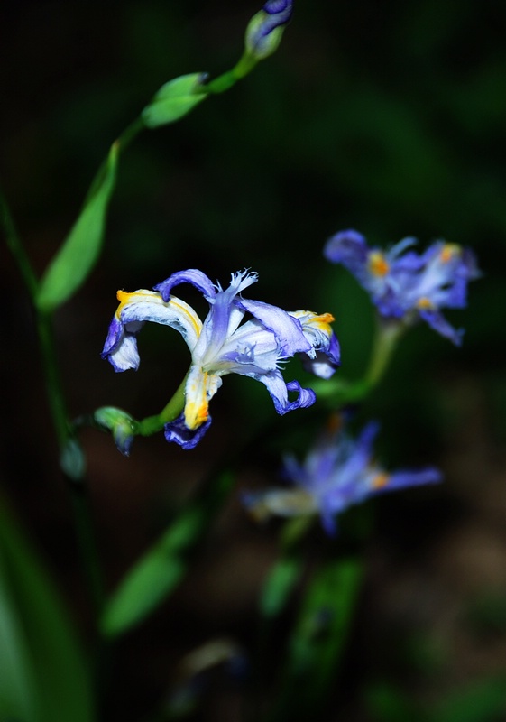 dsc_0098.jpg