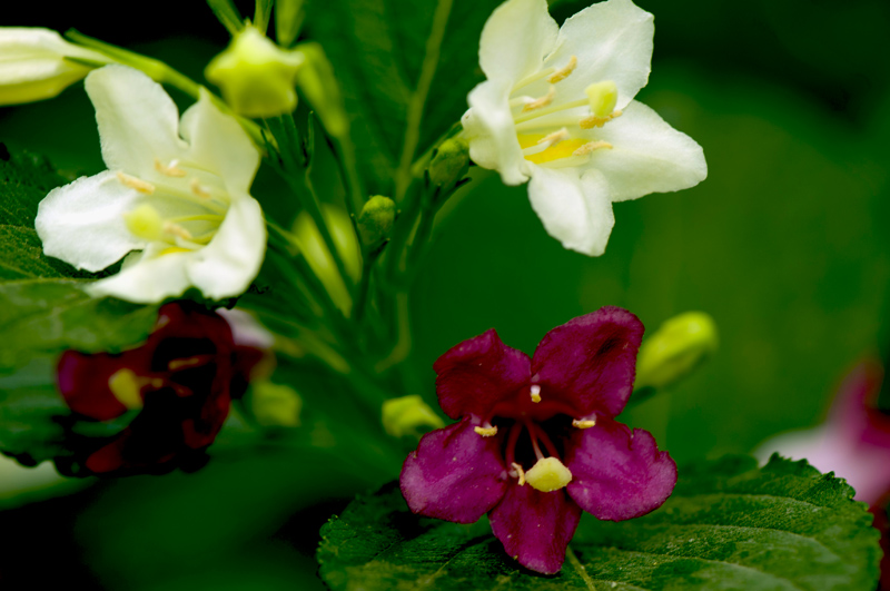 dsc_6128a.jpg