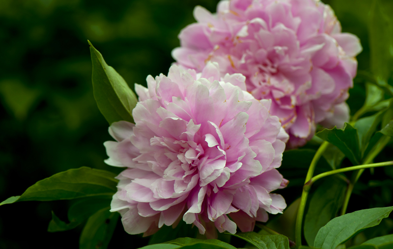 dsc_6130a.jpg