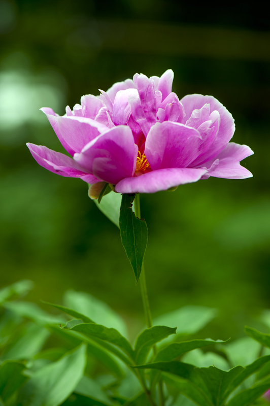 dsc_6131a.jpg