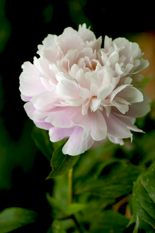 dsc_6133a.jpg