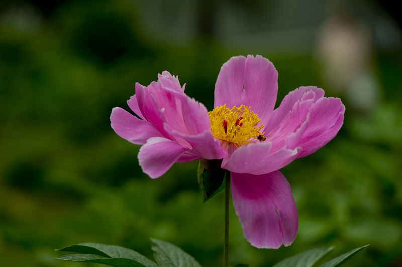 dsc_6135a.jpg