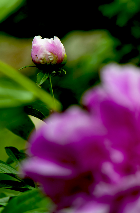 dsc_6138a.jpg