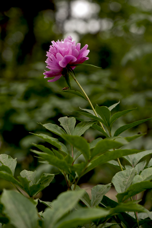 dsc_6141a.jpg
