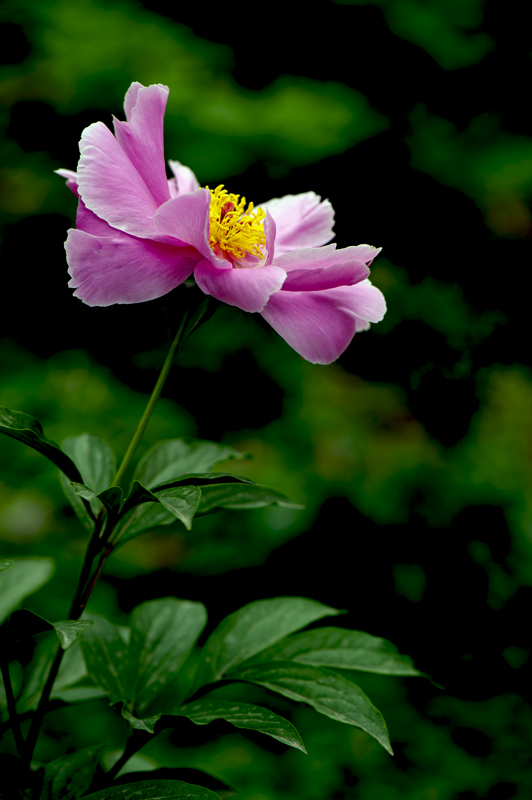 dsc_6144a.jpg