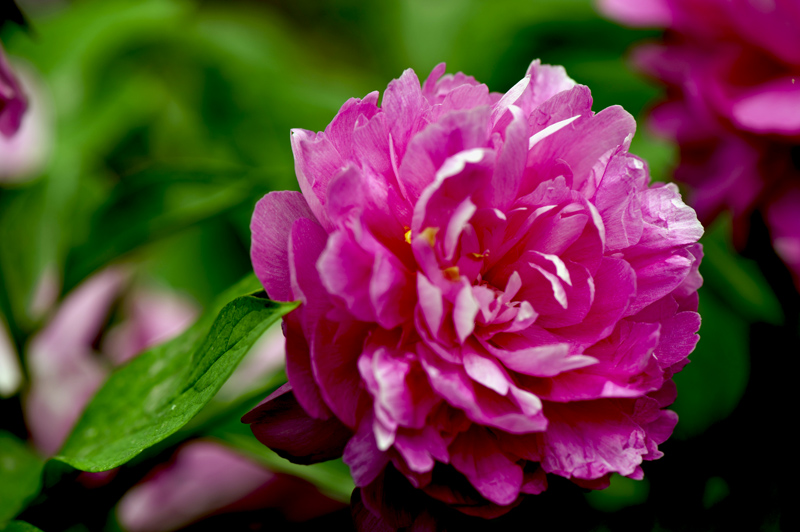 dsc_6145a.jpg
