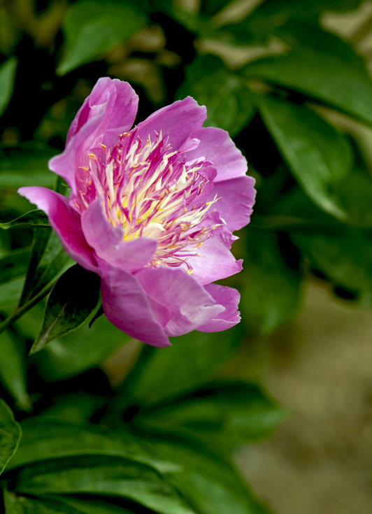 dsc_6146a.jpg
