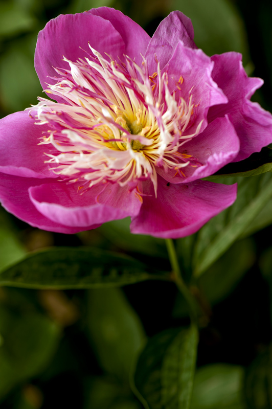 dsc_6152a.jpg