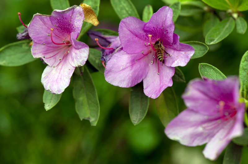 dsc_6120a.jpg