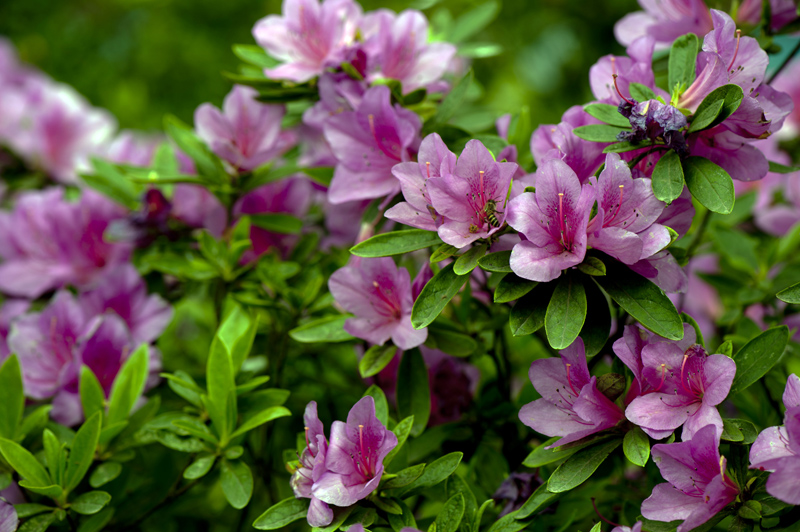 dsc_6121a.jpg