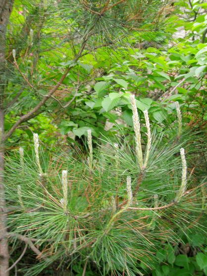 p1010699.jpg