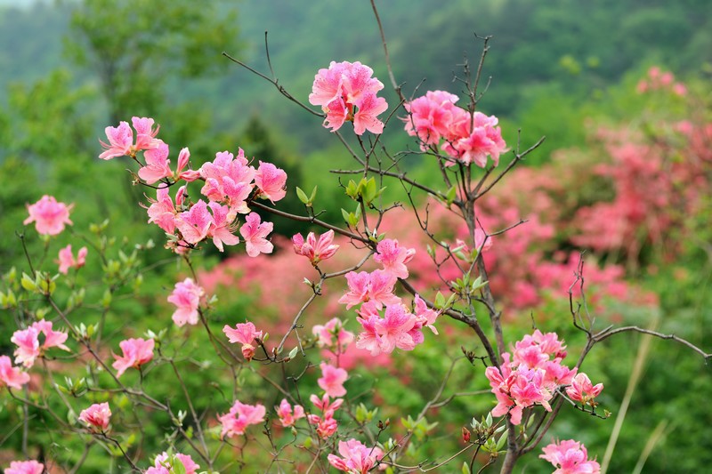 dsc_2011.jpg