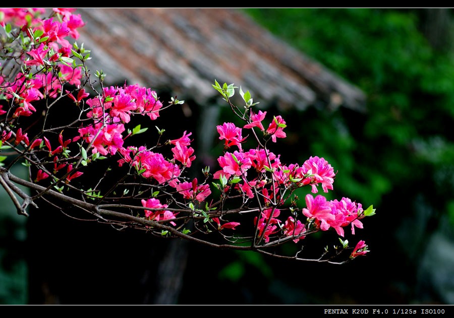 111imgp9377-1.jpg