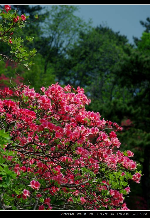 111imgp9356-1.jpg