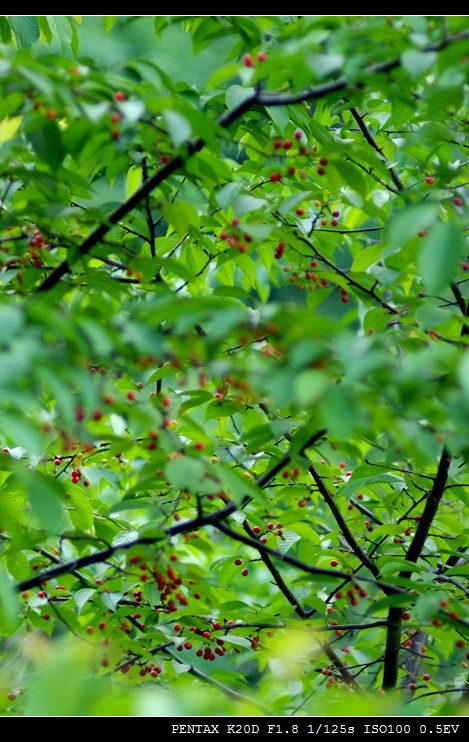 111imgp9511-1.jpg