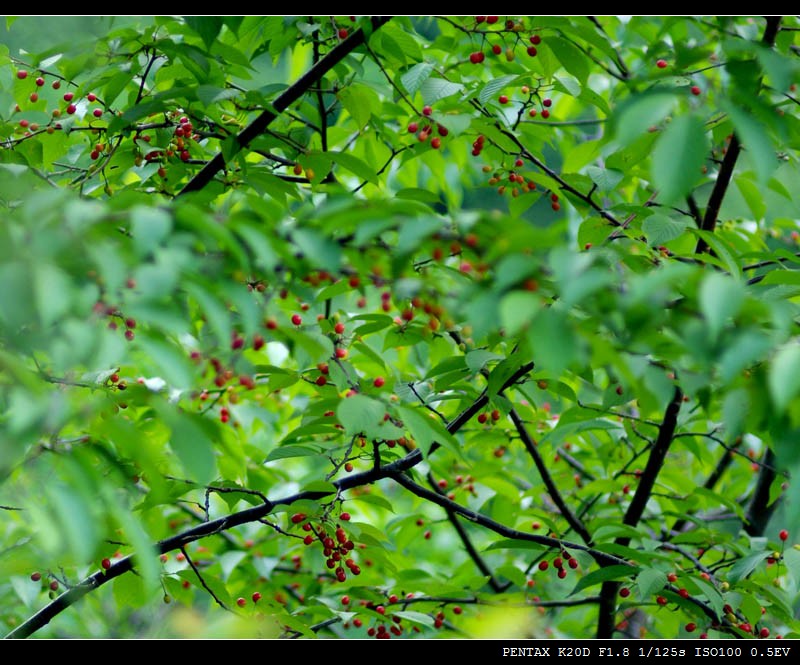 111imgp9512-1.jpg