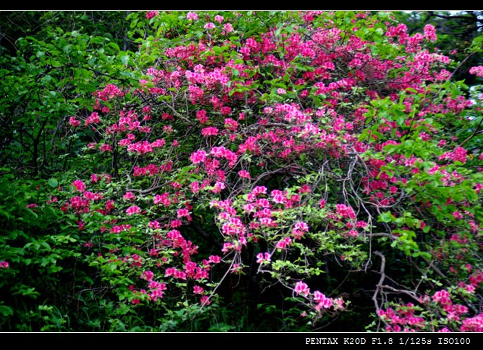 111imgp9517-1.jpg