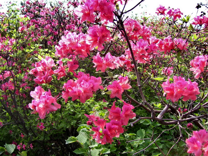 100_5939.jpg
