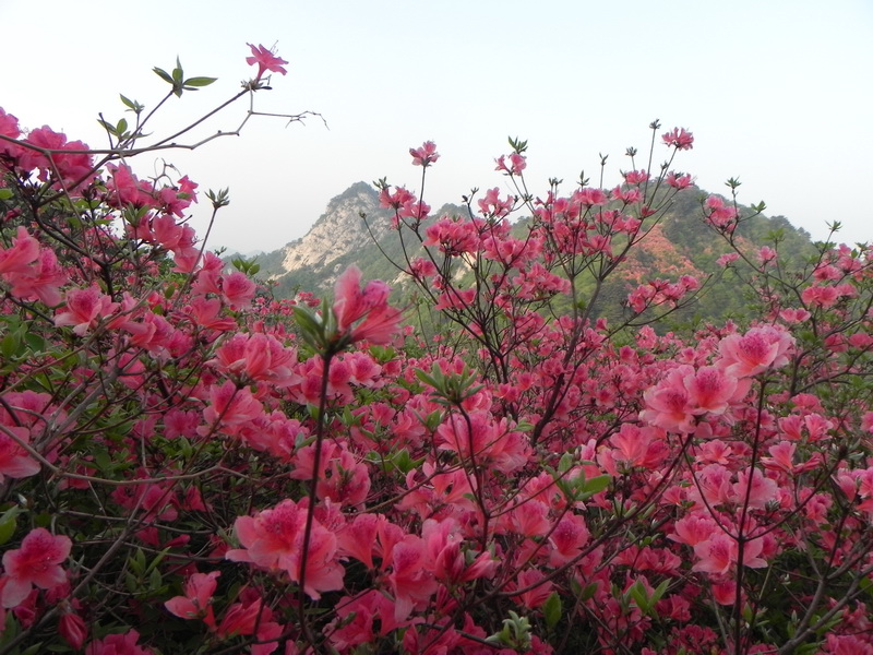 dscn0611-5.jpg