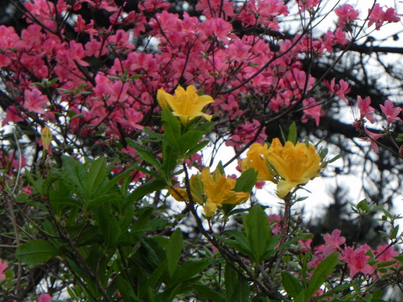 dscn0616-3.jpg