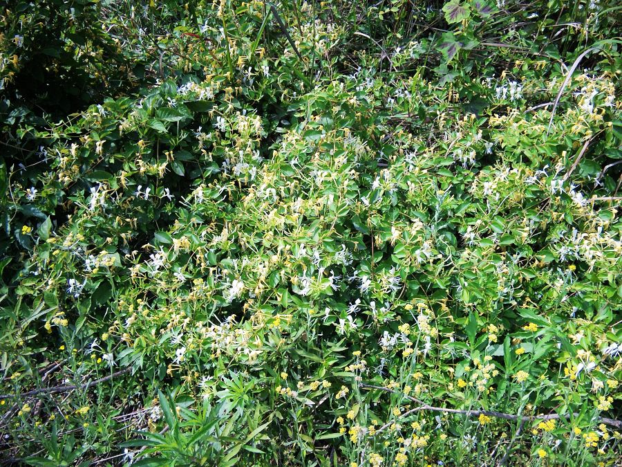 neo_img_dvc00004.jpg
