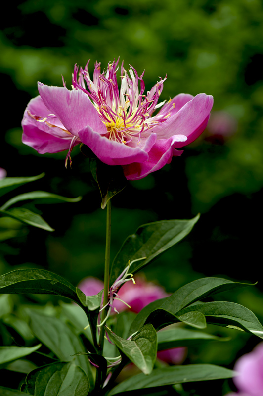 dsc_6162a.jpg