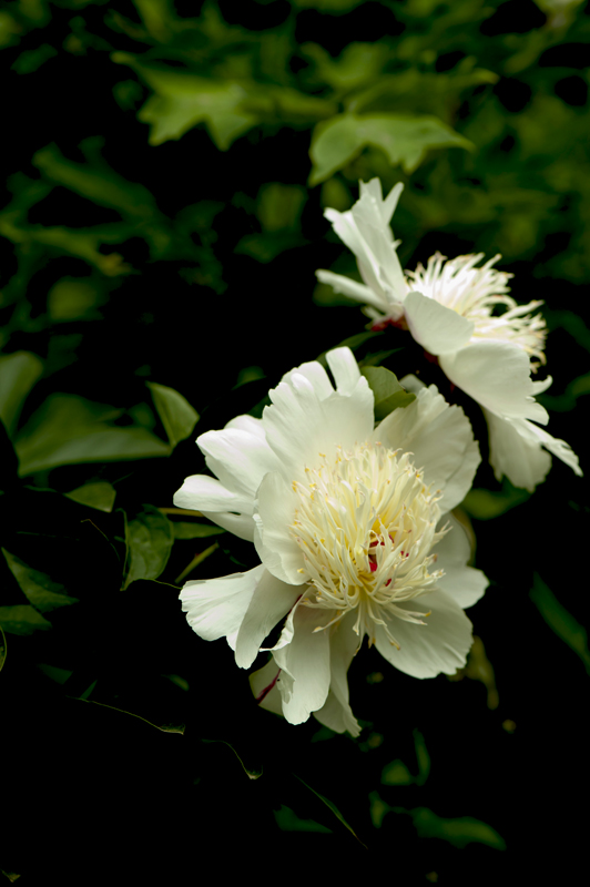 dsc_6163a.jpg