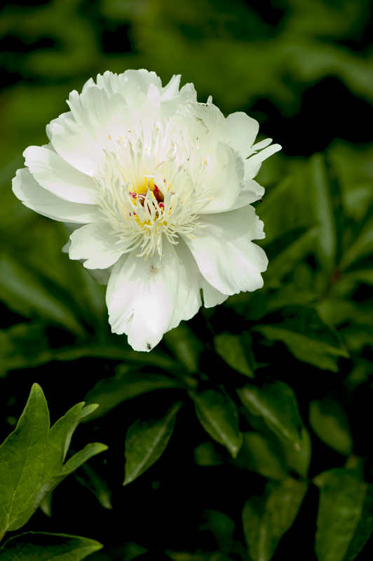 dsc_6165a.jpg