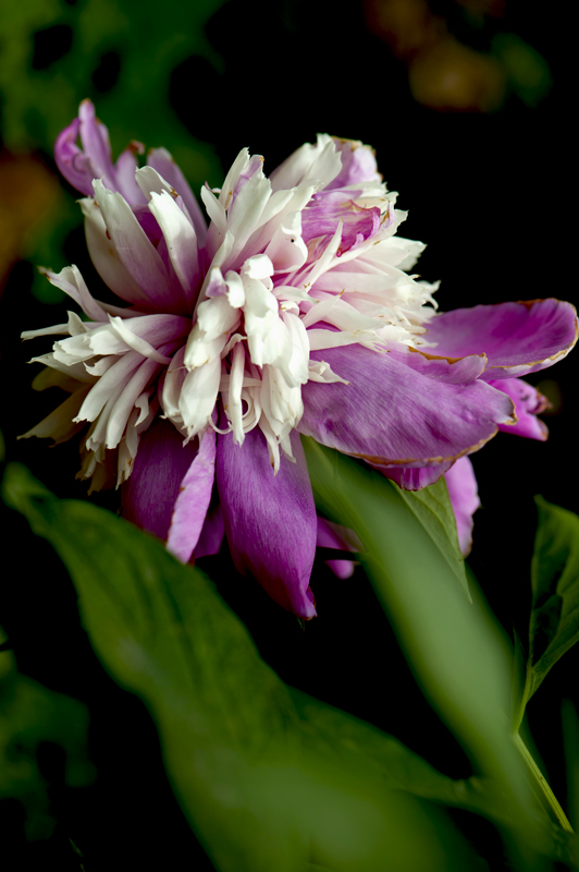 dsc_6168a.jpg