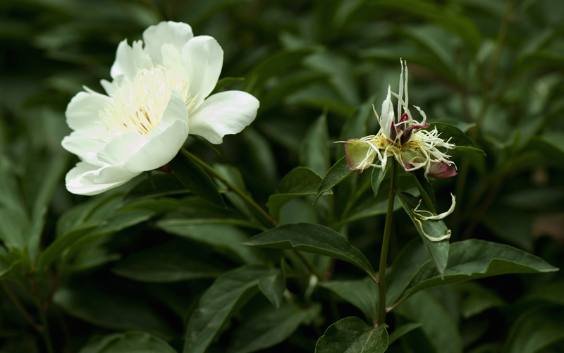 dsc_6169a.jpg