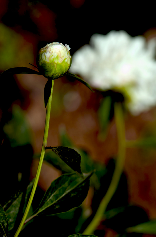 dsc_6175a.jpg